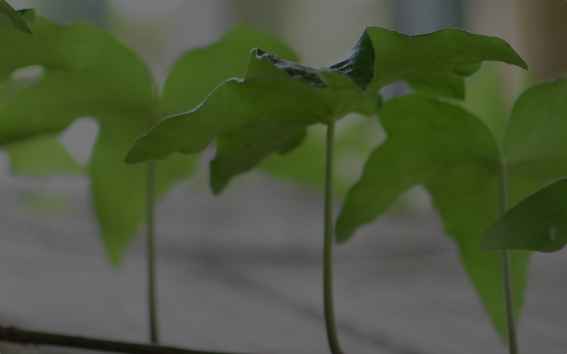 My helpful screenshot